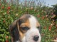 je donne chiot beagle disponible 