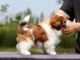 chiots Shih Tzu &agrave; donner 