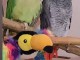 perroquet gris du Gabon disponible 