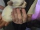 adoption chiot chihuahua femelle et m&acirc;le 