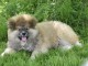 chiots Akita inu disponible 