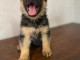 chiots berger allemand disponible 