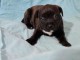 Chiots staffie &agrave; adopter 