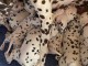 Chiots dalmatien &agrave; donner 
