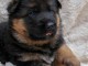 Je donne chiot berger allemand 