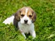 B&eacute;b&eacute; chiot beagle disponible 