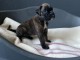 Je donne chiot boxer disponible 