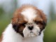 Je donne chiot Shih Tzu disponible 