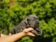 Chiot femelle Cane Corso