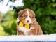 Adoption chiot berger australien 