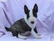 Mini Bull Terrier chiots &agrave; vendre