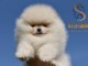Chiots Pomeranian Boo