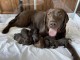 Chiots labrador retriever pour adopter 