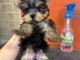 Chiots Yorkshire disponible 