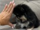 Chiots spitz nain disponible pour adoption 