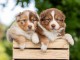 B&eacute;b&eacute; chiot berger australien lof 