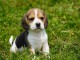 B&eacute;b&eacute; chiot beagle disponible 