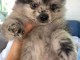 Chiots spitz nain Pom&eacute;ranie disponibles 