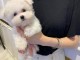 Je donne chiot bichon maltais 