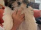chiots Shih Tzu &agrave; donner 