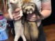 Furet a donner femelle disponible 