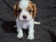 chiot cavalier king charle femelle a donner 