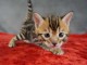 Magnifique chatons Bengal disponible 
