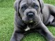 chiot Cane corso &agrave; donner 