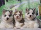 Magnifique chiot husky sib&eacute;rien 