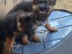 Adoption chiot berger allemand 