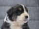 B&eacute;b&eacute; chiot berger australien lof 