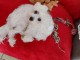 Adoption chiot bichon maltais 