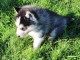 Adoption chiot husky sib&eacute;rien 