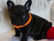 Chiots bouledogue fran&ccedil;ais &agrave; donner 