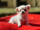 Chiots chihuahua &agrave; vendre m&acirc;le 