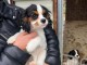 Je vends chiots cavalier king charle adorable 