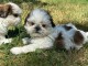 Magnifique chiot Shih Tzu &agrave; donner m&acirc;le 
