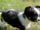 Chiots chihuahua petite famelle pour compagnie 