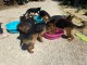 Adoption chiot berger allemand 