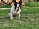 Dons chiot bouledogue fran&ccedil;ais m&acirc;le 