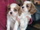 Dons chiot cavalier king charle femelle magnifique 