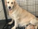 chiots golden retriever a donn&eacute; 