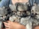 chiots spitz allemand &agrave; donner 
