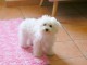Chiots bichon fris&eacute; a donner 