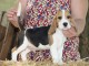 B&eacute;b&eacute; chiot beagle disponible 