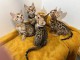 B&eacute;b&eacute; chaton Bengal pour adoption 