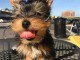 Chiots York disponible pour adoption 