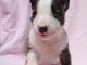 Mini Bull Terrier chiots &agrave; vendre