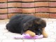 chiot type berger allemand lof m&acirc;le a donner 
