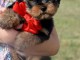 chiots Yorkshire m&acirc;le a donner 